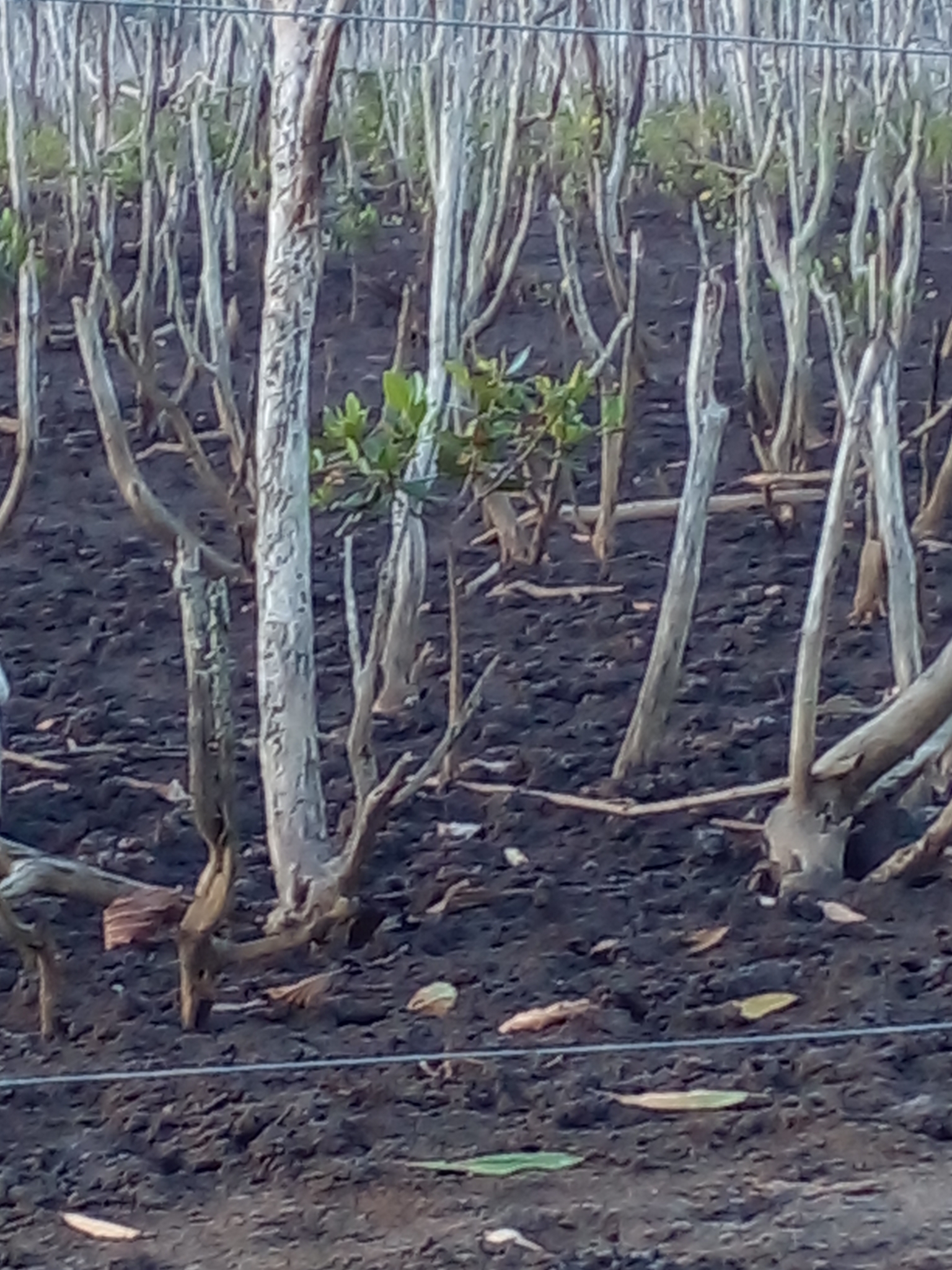 Rhizophora mangle