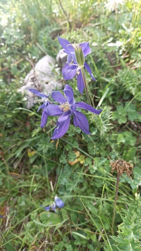 Aquilegia pyrenaica, photograph 3