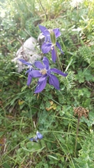 Aquilegia pyrenaica, photograph author not stated, no rights reserved