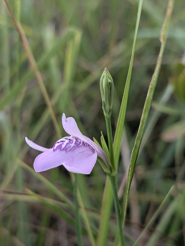 Thickleaf Water-willow (Justicia crassifolia)