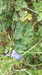 Aquilegia pyrenaica, photograph author not stated, no rights reserved