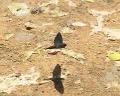 Hirundo tahitica