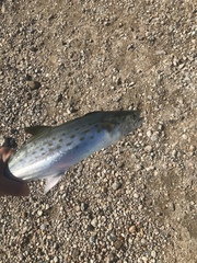 Scomberomorus maculatus