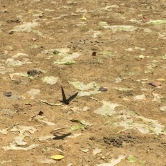 Hirundo tahitica