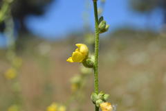 Verbascum sinuatum