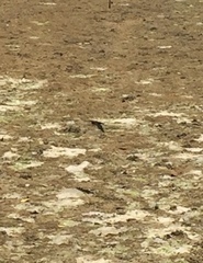 Hirundo tahitica