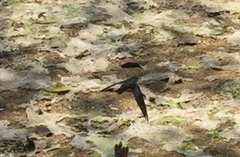 Hirundo tahitica
