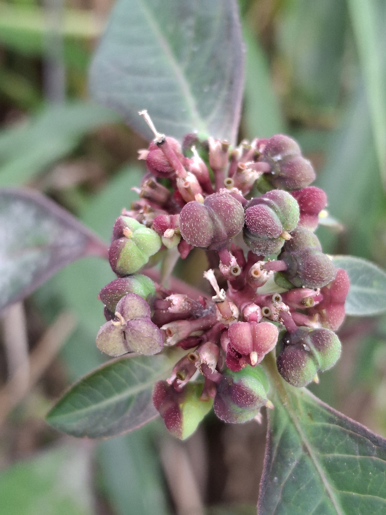 Euphorbia heterophylla