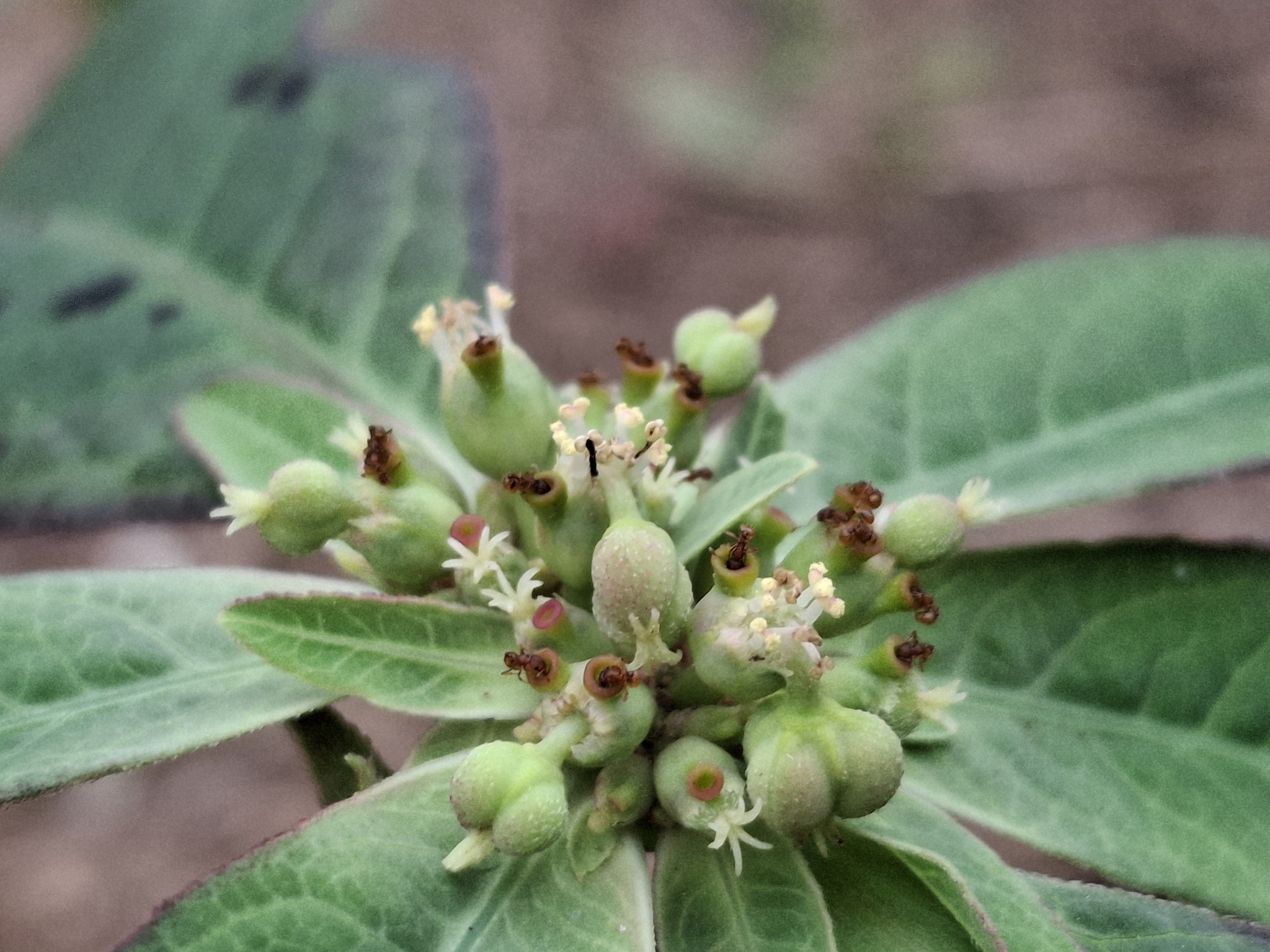 Euphorbia heterophylla