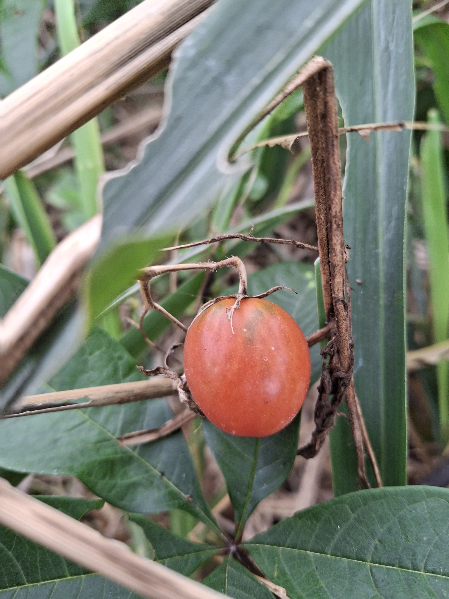 Solanum lycopersicum