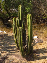 Isolatocereus dumortieri