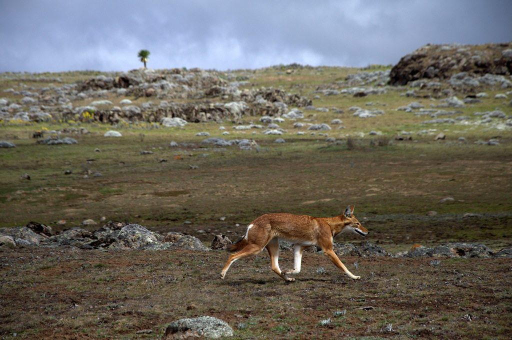 Canis simensis, Bale, Oromia, Ethiopia, by oleksandr_zinenko