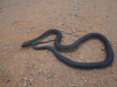 Pseudechis australis