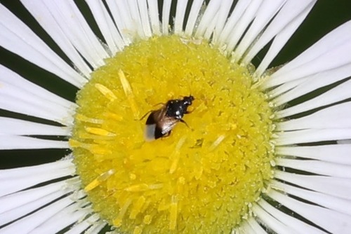 Insidious flower bug photo 6