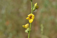 Verbascum sinuatum