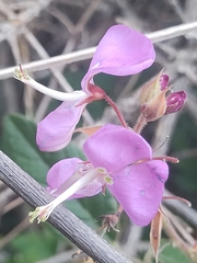 Desmodium molliculum, photograph (c) Maria Luisa Bravo Alarcon, some rights reserved (CC BY)