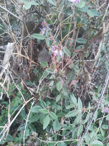 Desmodium molliculum, photograph 4