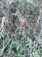 Desmodium molliculum, photograph (c) Maria Luisa Bravo Alarcon, some rights reserved (CC BY)