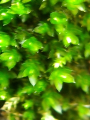 Ptychostomum moravicum