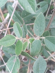 Desmodium molliculum, photograph (c) Maria Luisa Bravo Alarcon, some rights reserved (CC BY)