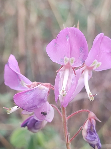 manayupa (Desmodium molliculum)