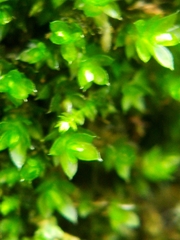 Ptychostomum moravicum