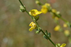 Verbascum sinuatum