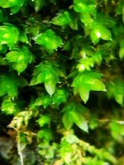 Ptychostomum moravicum