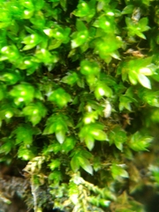 Ptychostomum moravicum