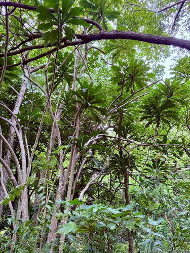 Ficus pseudopalma observed 2025-07-29