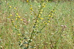 Verbascum sinuatum