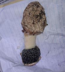 Itajahya galericulata