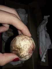 Itajahya galericulata