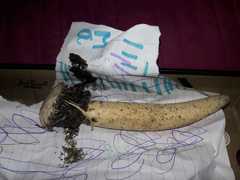 Itajahya galericulata