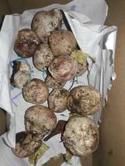 Itajahya galericulata