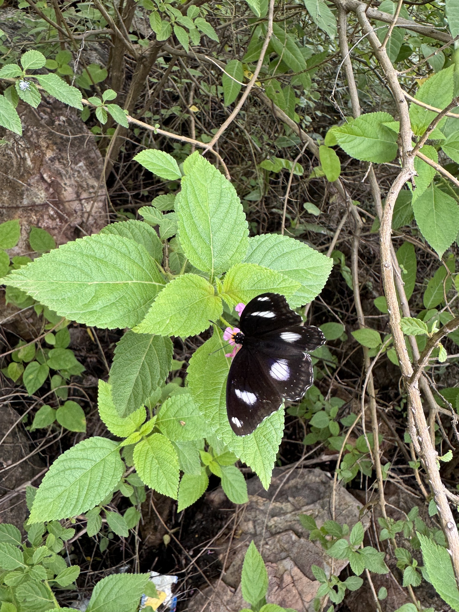 Great Eggfly
