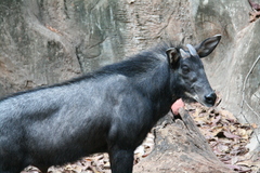 Sumatran Serow photo 3