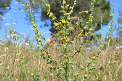 Verbascum sinuatum