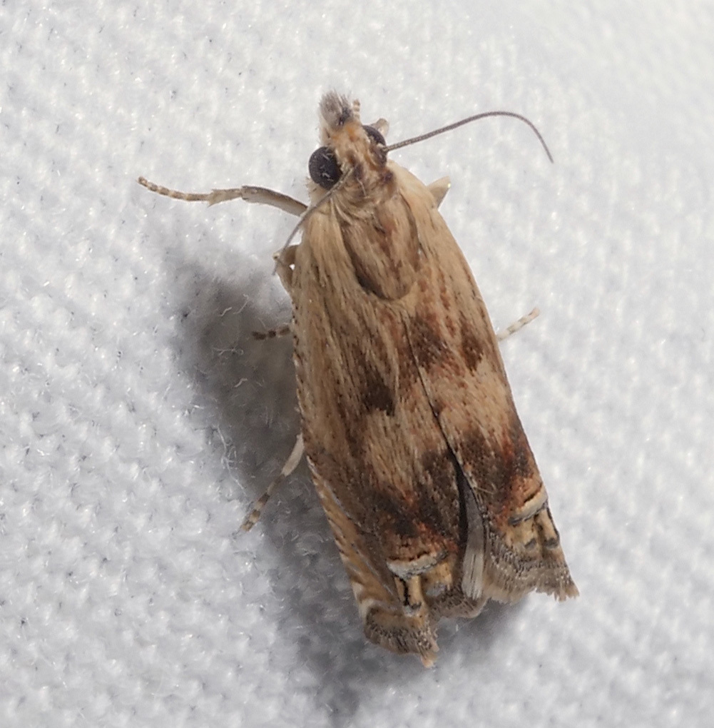 Eucosma mormonensis