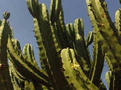 Myrtillocactus geometrizans