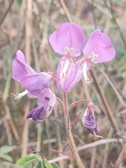 Desmodium molliculum, photograph (c) Maria Luisa Bravo Alarcon, some rights reserved (CC BY)