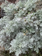 Artemisia pycnocephala