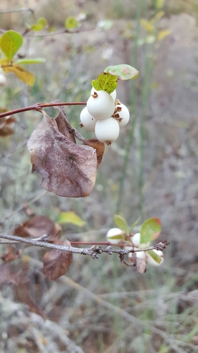 iNaturalist observation photo of Common Snowberry