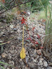 Malaxis macrostachya