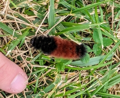 Pyrrharctia isabella