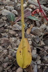 Malaxis macrostachya