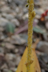 Malaxis macrostachya