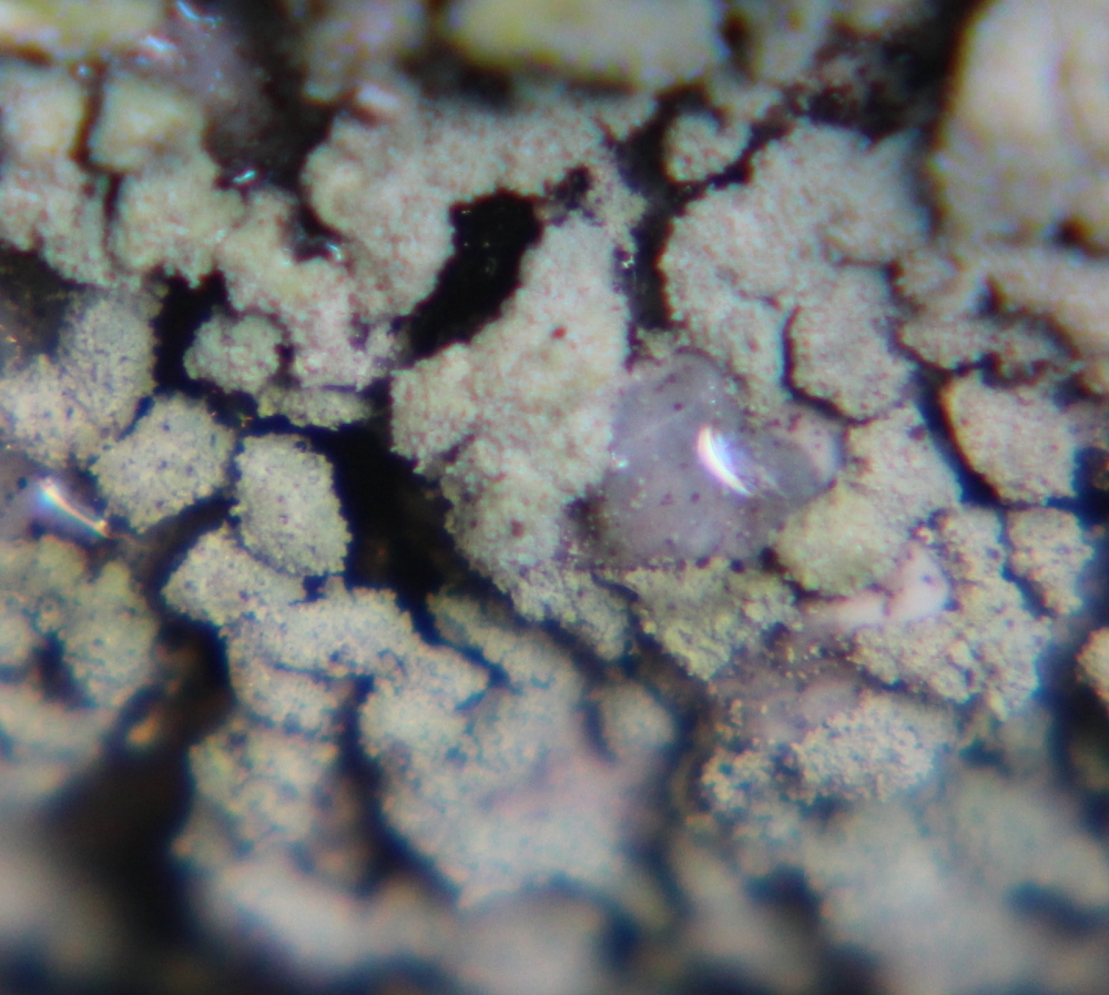 Parmotrema perlatum image
