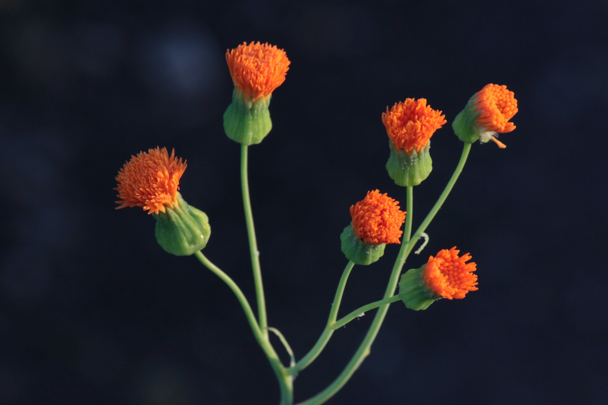 Emilia coccinea