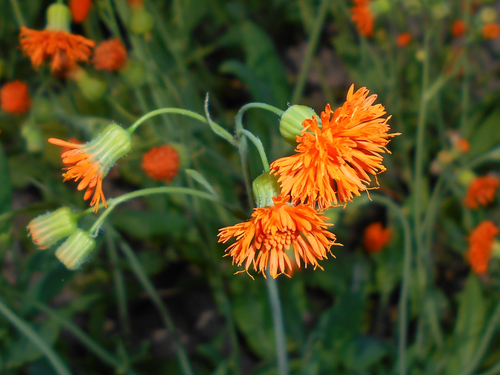 Emilia coccinea